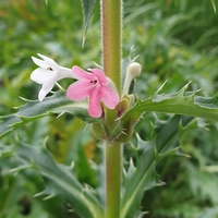 Morina longifolia SDR7441